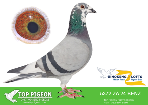 LOT 57 DINOKENG OLR – ANTONIE VISSER-ZA BENZ 24- 5372 COCK – SIRE: 3545 23 CYRIL.Alias “WILLEM SE GESKENK” Strain: De Rau Sablon/ Sierens Color: BLUE BAR.———–DAM:02302 16 ZA . THONE. WINNER.SEE PEDIGREE!!!