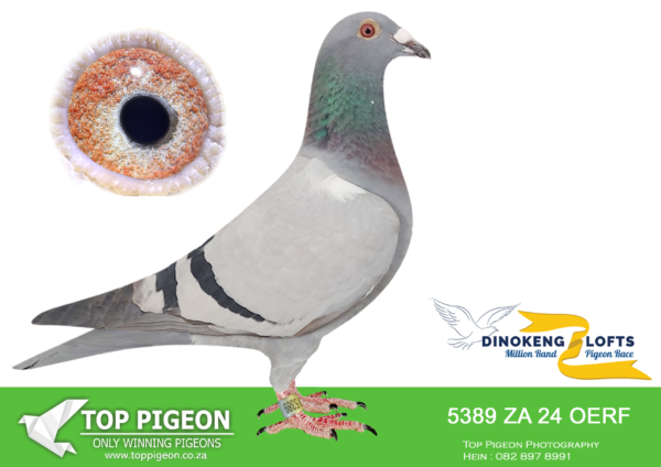 LOT 63 DINOKENG OLR – DIE STORMERS-ZA OERF 24- 5389  HEN -R4 – 8th R5,000 EQUAL WINNER