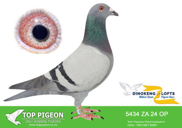 ZZ..LOT 121 DINOKENG OLR-NIEZAAM JAPPIE-ZA OP 24- 5434 (B) COCK –