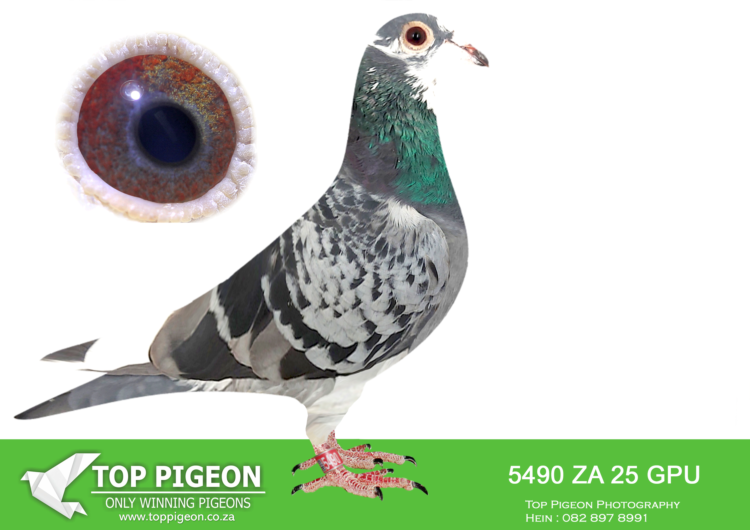 .LOT 8 KITTEL MANIA AUCTION 2 -ZA 25 GPU 5490 -Bred from Super Kittel Genetics!!————-SIRE:73642172 21 DV.Alias “CHILD RED KITTEL” Strain: DIRK Van Den BULCK Color: BLUE CHECK WF GRAND CHILD KITTEL. Bred by Irmer & Sohn. Sire to ZA GPU 2989 ’23 DTR CHILD RED KITTEL, 2nd ACE BIRD Dinokeng OLR 2024. ————DAM:8235302 NLD 22.Alias “DOUBLE GOLD DUST III” Strain: DIRK Van Den BULCK Color: B BAR PIED HALF BROTHER HALF SISTER GOLD DUST BEST BREEDING SISTER KITTEL IN THE WORLD.SEE PEDIGREE!!!!