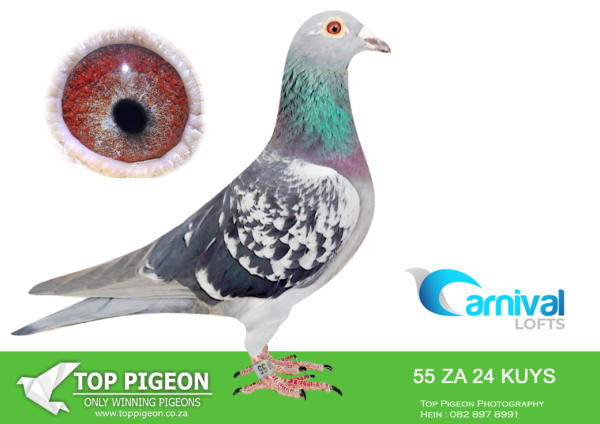 LOT 72 CARNIVAL LOFTS OLR-Pigeon Power-KUYS 24 55 –