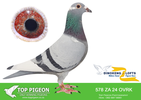 LOT 51 DINOKENG OLR – DIE VRYSTATERS-ZA OVRK 24- 578 HEN – BARZALONA  5th R20,000 – SIRE: LECH 002. JANSSEN. HE FLEW 10TH CPL FINAL 2015. SIRE TO 6TH FINAL SAIPR OLR.———DAM:ZA 22 CYRL 5917 . SPRITZY/LOU WOUTER. 11TH GRAND AVERAGES SAIPR OLR 2023.SEE PEDIGREE!!!