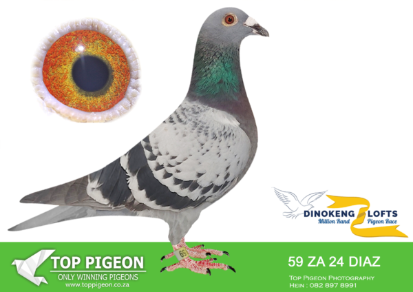 LOT 56 DINOKENG OLR – DIAZ ONE LOFT-ZA DIAZ 24- 59 HEN -RACE 4 WINNER WINNING R25 000.00———–SIRE:5209 KUR / 21 Was leading Ace points,Ace vel, Big 5 at Diaz 1 Loft 2022 untill injured. 1/2 br to KPF 1817 ’18 3rd Ace ,1st 649 km at Carnival ’19 and dam to ‘Why Why’ 3rd Ace Diaz 1 Loft ’21..————DAM:5113 HPT / 20 Dghtr ‘Wolkie’. Full sister of numerous club and Fed winners like 5695,5696 and 4205 for Munnik Botha.SEE PEDIGREE!!!