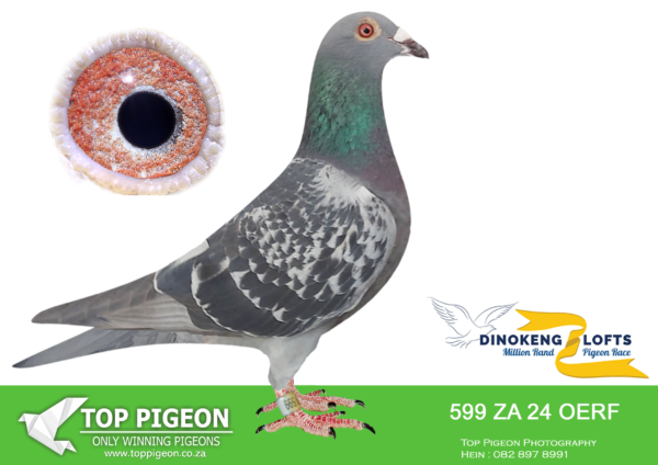LOT 67 DINOKENG OLR – LEGENDS LOFT-ZA OERF 24- 599  HEN – R3 – 3rd R10,000 EQUAL WINNER———-SIRE:06378 ZA 17 OERF.Alias “BLACKIE” Strain “Eugene Kruger” Colour DC.———-DAM: 8864 OERF 23 ZA.Alias “ST ANDER HEN” Color: CHECK Alias “ST ANDER HEN”.SEE PEDIGREE!!!
