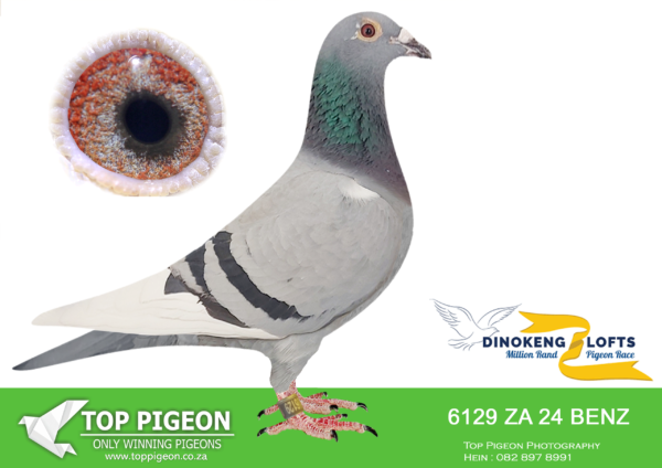 LOT 78 DINOKENG OLR – TOP PIGEON PALACE-ZA BENZ 24- 6129 HEN -BRED BY NICO MULLER —–SIRE:10619 PRPC 16 ZA.Strain: LOCK GOLD MEDAL LINE Color: Blue Bar Full brother to 07010. Breeds superbly.——–DAM:07071 ZA 16.Strain: SABLON/KANIBAAL Color: Blue Bar White Flt 2 X Winner for Chris&Hendrik in 2017 season in Pretoria East Club Dam to 8660/19 – Winner Winburg 330km. Full sister to 89697/18 – 1st Richmond 750km 2YO Champs 2020 2021 – 8660 1st Smithfield Open;3254/20 ….. Dam to ”Senna” 2113 ZA BENZ 2021 – Winner of the Dinokeng Barzelona Car race – winning R200 000.SEE PEDIGREE!!!