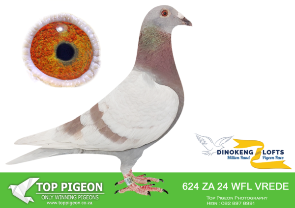 LOT 86 DINOKENG OLR – HOT ROD RACING-ZA WFL VREDE 24- 624 -HEN