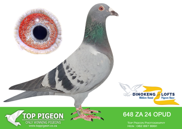 ZZ..LOT 111 DINOKENG OLR-TEAM BBOS-ZA OPUD 24- 648 -HEN –