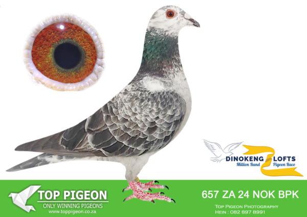 LOT 73 DINOKENG OLR – DE BEER HOKKE-ZA NOK/BPK 24- 657 -HEN