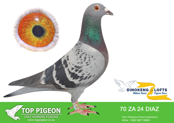 LOT 62 DINOKENG OLR – DIAZ ONE LOFT-ZA DIAZ 24- 70 HEN -RACE 2 WINNER WINNING R12500.00——-SIRE:434 DIAS / 21 Grandson of 6th Ace Dinokeng [ for Ferdie Lubbe] X Amber [Webster] 2nd Ace Diaz 1 Loft for Piet Steenkamp..————-DAM:4009 DEETLEFS / 00 Winner for du Preez / Deetlefs.SEE PEDIGREE!!!