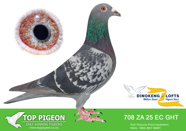 LOT 81 DINOKENG OLR – ANDLEY JEGGELS-ZA EC-GHT 25- 708  (B) -HEN