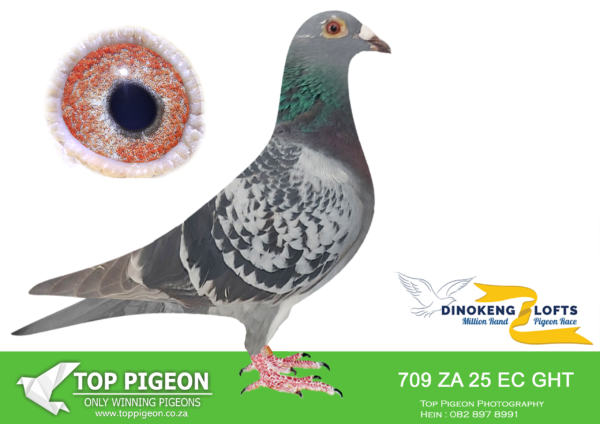 LOT 91 DINOKENG OLR – ANDLEY JEGGELS-ZA EC-GHT 25- 709  (B) -HEN