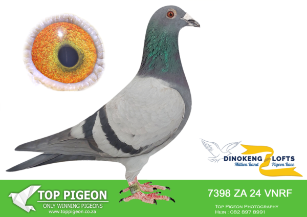 ZZ..LOT 106 DINOKENG OLR-PROTEA HOKKE-ZA VNRF 24- 7398 COCK – 8TH FINAL WINNING R30 000.00—–ZA-2020-ODRA-1667 Eugene Kruger Houben Blue Father to: • 8e Final Dinokeng 655km 2025. ===============DAM:ZA-58270 Kitchenbrand Blue Mother to: • 8e Final Dinokeng 655km 2025. Unfortunately no pedigree.SEE PEDIGREE!!!