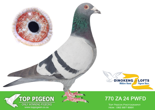 LOT 54 DINOKENG OLR – LOUTJIE & INA KORFF-ZA PWFD 24- 770 COCK -R3 – 14th R2,500 EQUAL WINNER /  R4 – 6th R7,500 EQUAL WINNER /R5 – 7th R7,500———-SIRE:ZA-2022-PWFD-13357 Loutjie Korff.• 10 Ace BirdMiddleDist. PWF 2023. • 15e Ace Overall Yearling PWF 2023. ===========DAM:ZA-2021-PWF-6655 Loutjie Korff.Linebred to “Bessie” Super Koopman. Mother to “Elgar” • 6e Hotspot 4 Dinokeng 2025. • 7e Hotspot 5 Dinokeng 2025. • 15e Hotspot 3 Dinokeng 2025.SEE PEDIGREE!!!