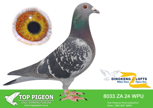 ZZ..LOT 102 DINOKENG OLR-M.B. RACING-ZA WPU 24- 8033 -HEN