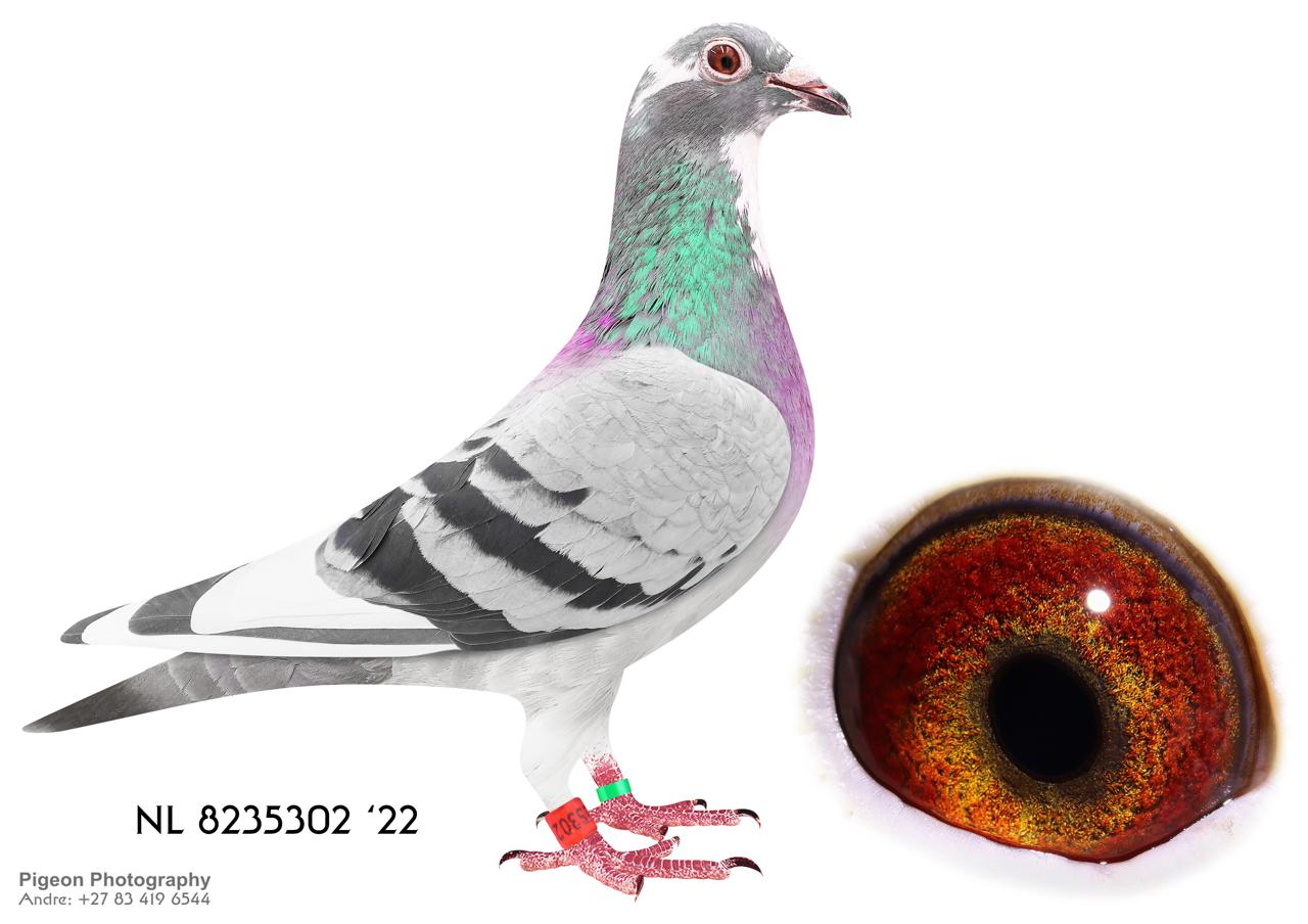 .LOT 1 KITTEL MANIA AUCTION 2 – NL 22 8235302 -Alias “DOUBLE GOLD DUST III” Strain: DIRK Van Den BULCK Color: B BAR PIED HALF BROTHER HALF SISTER GOLD DUST BEST BREEDING SISTER KITTEL IN THE WORLD. BRED FROM A SON AND DAUGHTER TO “GOLD DUST”. SEE PEDIGREE!!!
