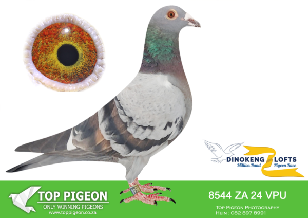 LOT 87 DINOKENG OLR – JAN & LIAM-ZA VPU 24- 8544  (B) -HEN