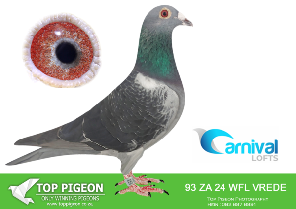 LOT 81 CARNIVAL LOFTS OLR-Winners Flight Lofts-WFL-VREDE 24 93 –