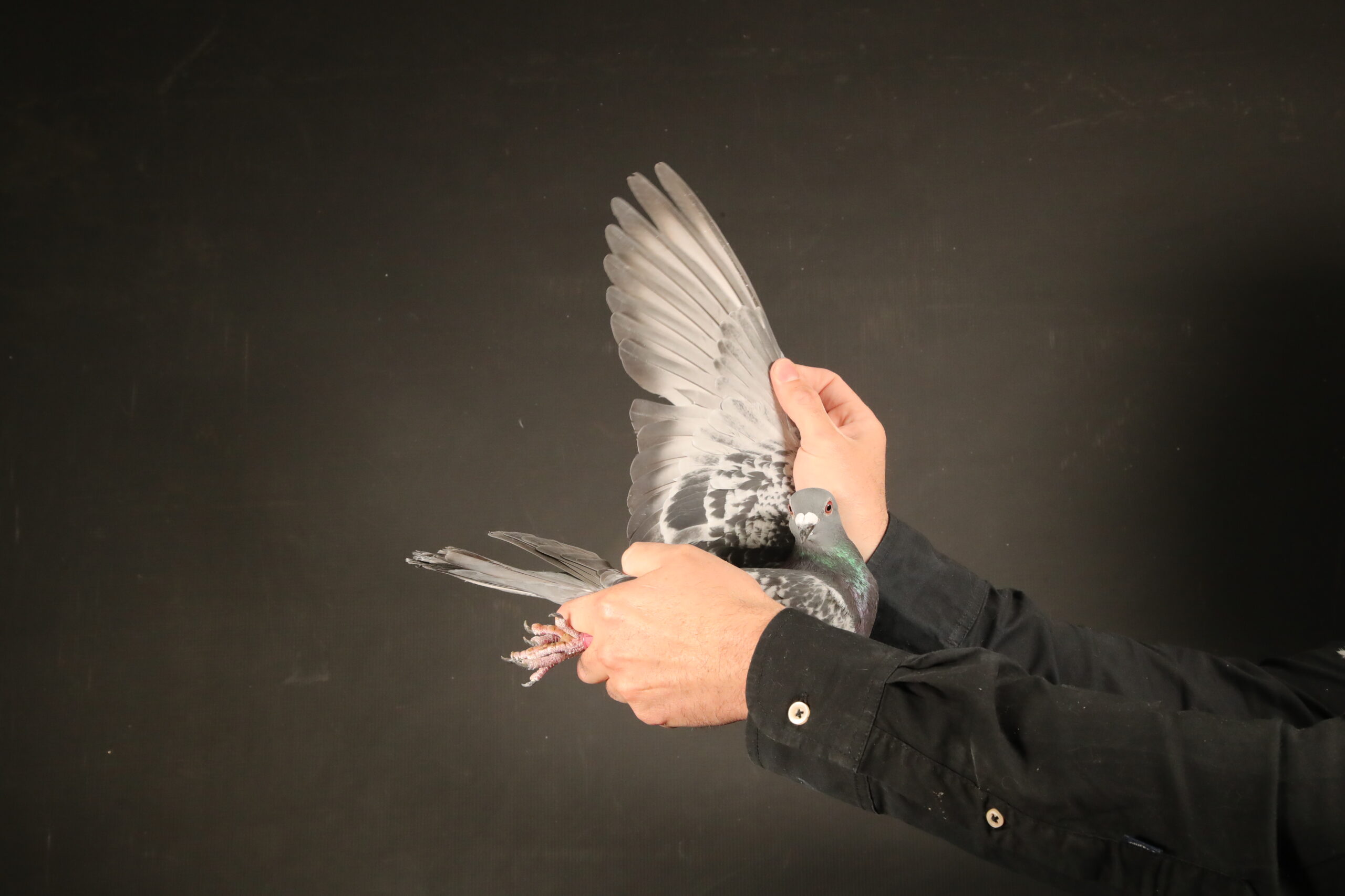 .LOT 1 AfrikaPro Auction <b>2B</b> – Ganus Family Loft 3 – AU-24-GFL-1097 -SIRE:ZA 21 KPUD 313 “MAYWHEATHER”. SUPER PIGEON. WINNER AND 3 X TOP 1% OF THE UNION AGAINST MORE THAN 1000 PIGEONS. FATHER TO 2 RACE WINNER WHILE IN THE RACING TEAM.——–DAM:ZA 21 SSPO 18003 “KARAYEL”. 1ST ACE PIGEON AFRIKAPRO 2022 WINNING $150 000.00 . BOUGHT FOR $75 000.00.SEE PEDIGREE!!!