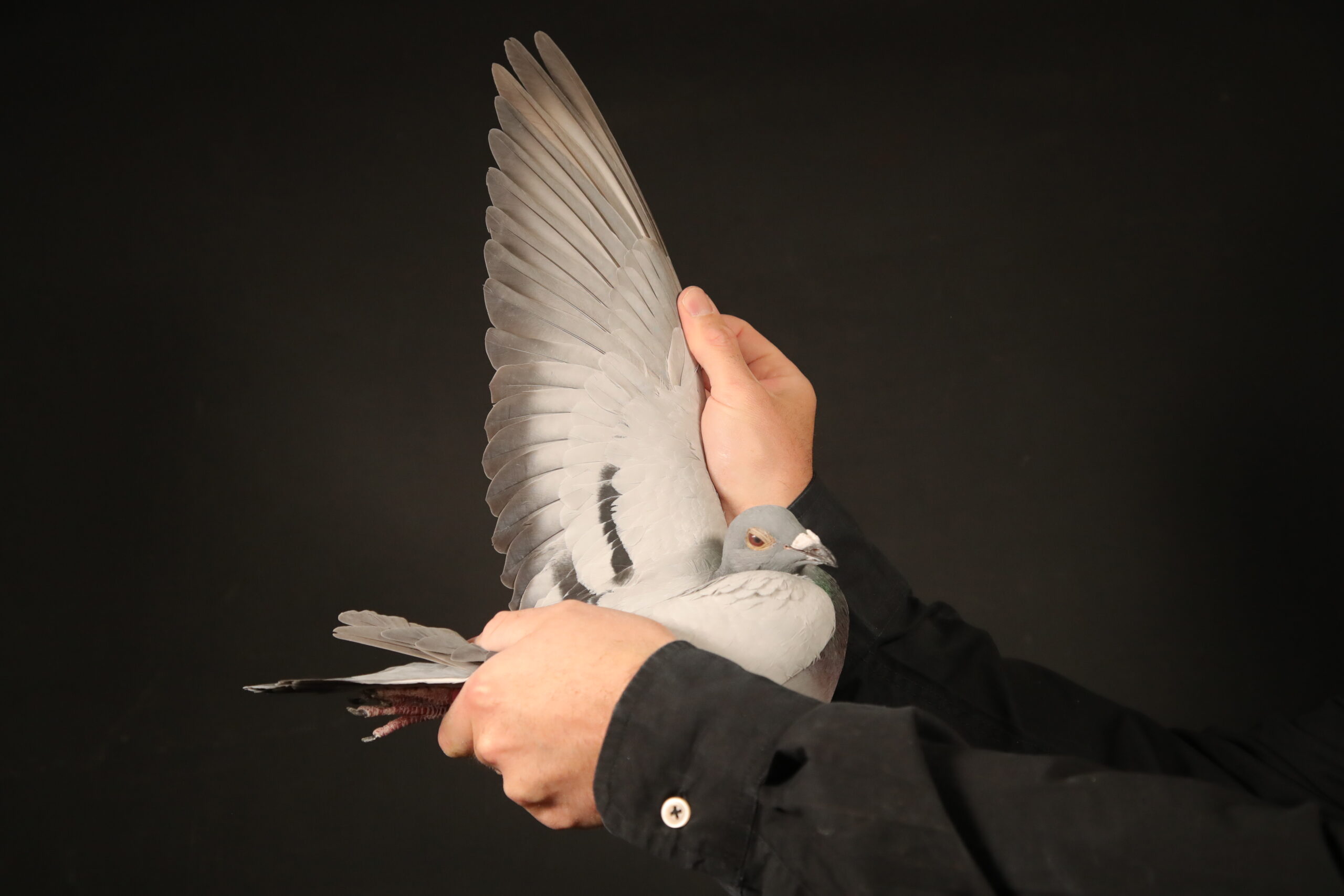 ZZ..LOT 110 AFRIKAPRO AUCTION 3 -Ganus Family Loft 2-AU-24-GFL-1142 -SIRE:Belg 2288174-16-WORLD STAR. Father to LINA – 1st Place Golden Algarve Portugal Final Race Winner against 3,522 pigeons From 315 miles. WORLD STAR is from the winning family of Albert Derwa one of the top fanciers for many years in Belgium. WORLD STAR is inbred to the famous PAULIEN- Belg 2090139-06. She won 8th National Ace KBDB All Belgium———–DAM:SLOV 107-3273-18- THE TAME HEN. Mother to: POWER OF FAITH (GFL 289-2022) – in the Victoria Falls World Chailenge 2023 Race Series, winner of:7th Super Ace, 20th Grand Average Winner, * 9th Place Hot Spot 5 Race – 1,105 b. 435 km, * 54th Place Hot Spot 3 Race – 3,069 b. 318 km, 90th Place Hot Spot 4 Race – 2,412 b. 435 km, 33rd Place Final Race 583 km.SEE PEDIGREE!!!