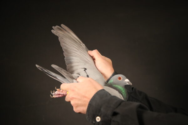 LOT 69 AFRIKAPRO AUCTION 1 – Cools&Van Haute/Hageman/SchalkwijkPigeons/Wiersema-BE-24-3106436 -SIRE:B 23-3064042 Felice Rik Cools Father Jewel 1 L Clermont 221 1 L Clermont 140  18 Verbond 1120 3 L Vierzon 1164  9 IProv 6————DAM:B 21-3076737 Guusje Rik Cools. 1 P Chateaur 1174.SEE PEDIGREE!!!