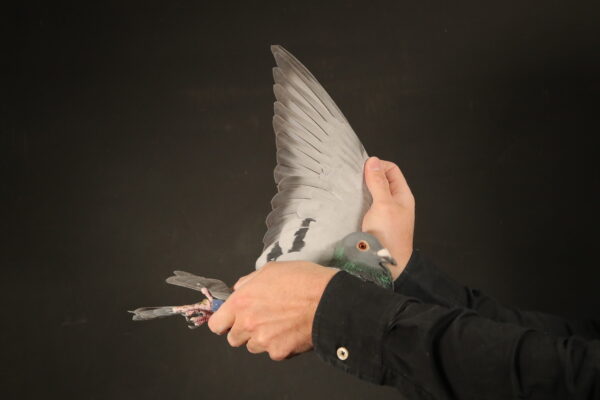 LOT 43 AFRIKAPRO AUCTION 2 -Lanckriet Pigeons-BE-24-3106852 –