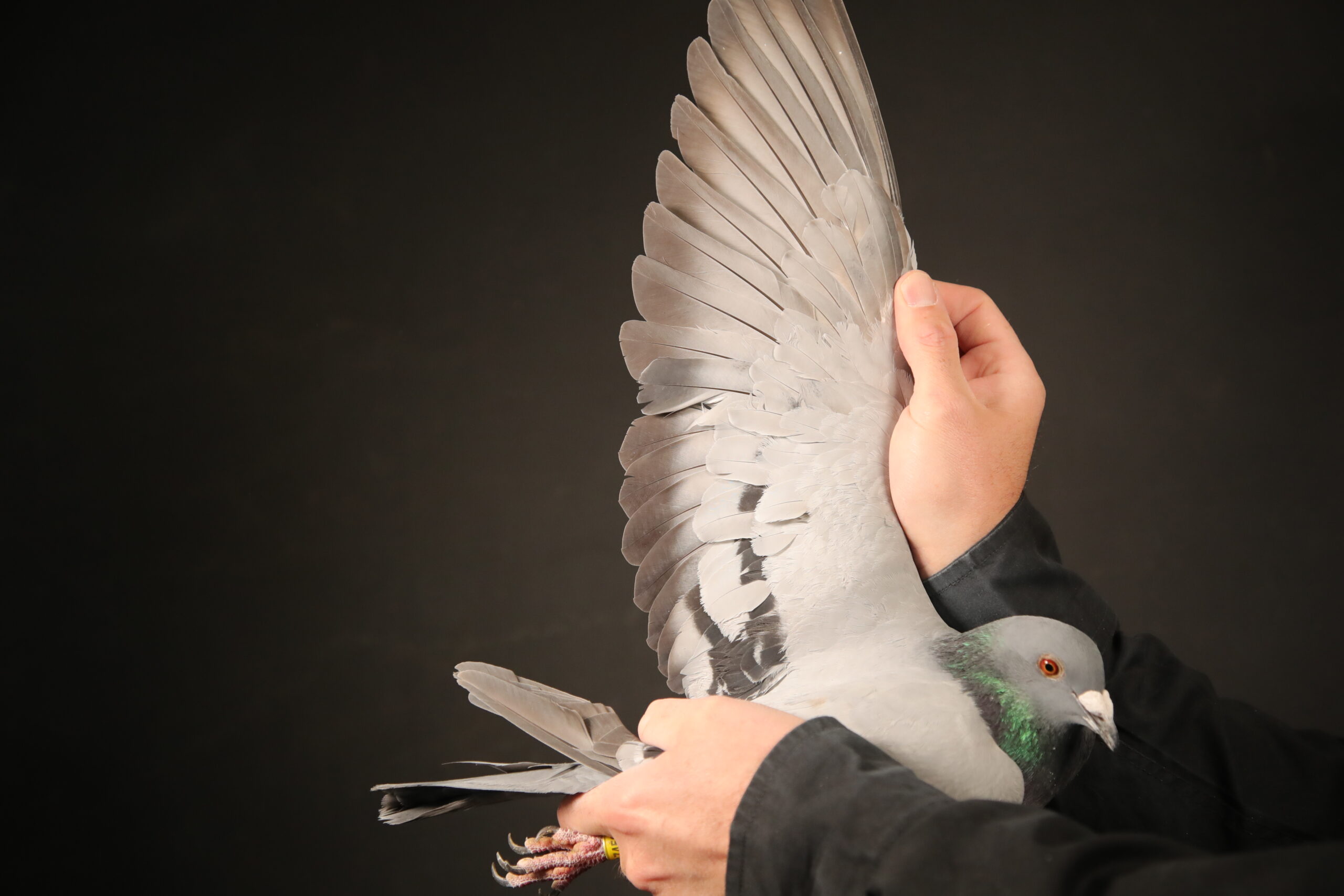zz..LOT 109 AfrikaPro Auction <b>2B</b> – PEC – PIPA Breeding & Ahmet Cavdar – BE-24-4174527 -SIRE:BE22-4198329 Full brother Tetske Father to “Anatolian BK Tetske 778”, winner of a.o. 35. Ace Turkiye Premium OLR, 50. Final (505 km) 820 pigeons, 40. HS 4 (252 km) 1.008 pigeons, 168. HS 5 (252 km) 956 pigeons..————-DAM:BE23-4181258 Daughter Grizzle BK Grizzle Best Kittel is a phenomenon, one of the best sprinters ever in Belgium. He raced 20 times in his life and won 17 (!) times in the best 1%. For his 6 results for National Ace KBDB Sprint 2022, he was never beaten by other lofts, only by loftmates that arrived with him. He won a.o.: 2. Nat. Ace KBDB Sprint 2022 after loftmate Méchant BK.SEE PEDIGREE!!!