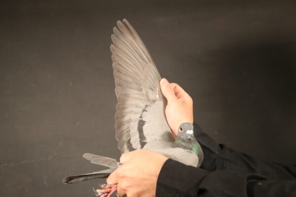 .LOT 3 AfrikaPro Auction <b>2B</b> – PIGEON24 – BE-24-6084724 -SIRE:22-4041888 M Beauty Best Kittel Pipa Breeding.Pipa Breeding Son Best Kittel II.————DAM:BE 21-6135118 V.Geerinckx Bart.DAM IS  18-6024088 V Rhone Lady Geerinckx Bart Geschelpte 1/1003 Toury 10/2083 Valence Z. 68/7591 Valence N. 67/1164 Montelimar 234/3778 Montelimar.SEE PEDIGREE!!!