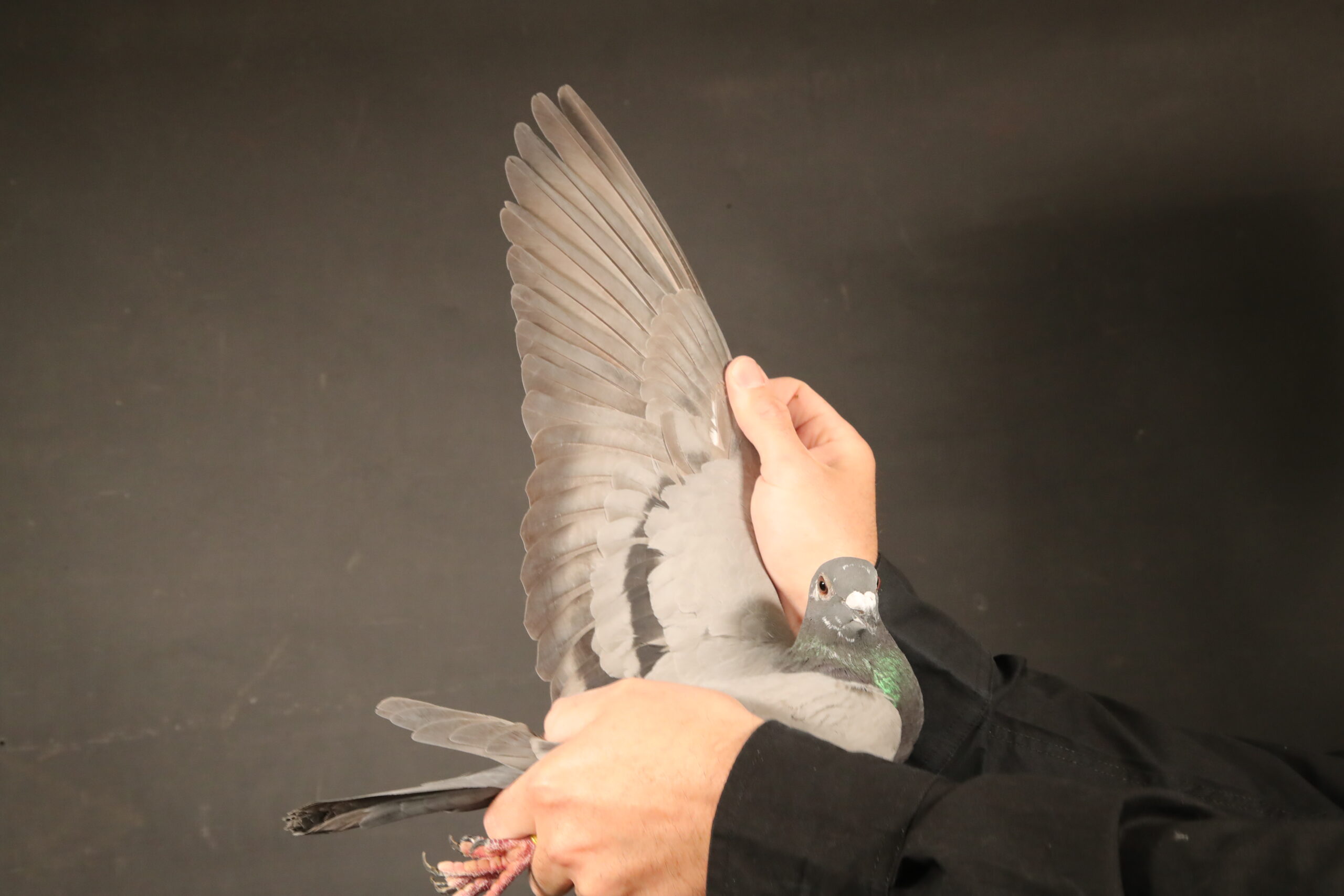 .LOT 3 AfrikaPro Auction <b>2B</b> – PIGEON24 – BE-24-6084724 -SIRE:22-4041888 M Beauty Best Kittel Pipa Breeding.Pipa Breeding Son Best Kittel II.————DAM:BE 21-6135118 V.Geerinckx Bart.DAM IS  18-6024088 V Rhone Lady Geerinckx Bart Geschelpte 1/1003 Toury 10/2083 Valence Z. 68/7591 Valence N. 67/1164 Montelimar 234/3778 Montelimar.SEE PEDIGREE!!!