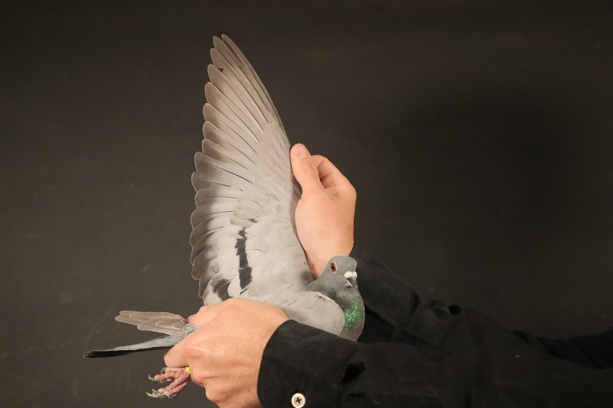 ZZ..LOT 143 AFRIKAPRO AUCTION 3 -Hok Reijnen 3-BE-24-6183495 -SIRE:01654-23-861 M “Pretoria” Painter NG Geschelpt.Direct son our BEST RACING COCK EVER! He is 1st Ace Gauteng.—————DAM:NL 22-8542500 V. Dark Golden Girl. Reijnen-Bolton-Hoogh. Donker Geschelpt. OLR AFRIKAPRO : Race 201KM 9/ 966p. Race 480KM 24/1034p..SEE PEDIGREE!!!