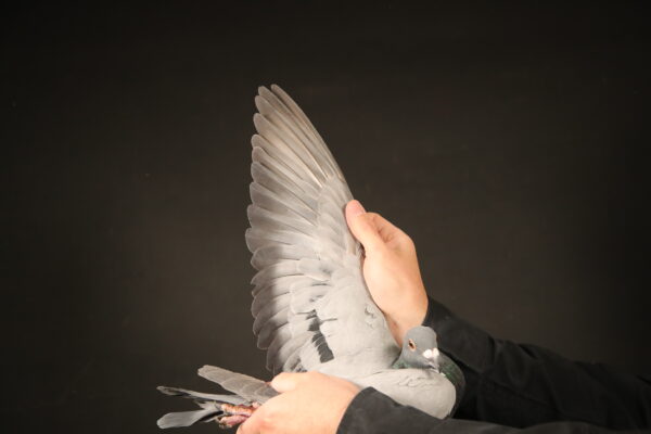 LOT 66 AFRIKAPRO AUCTION 3 – Team Belgian Golden Pigeon & AlÂ SawaqÂ AlÂ Odah-BE-25-1112041 –