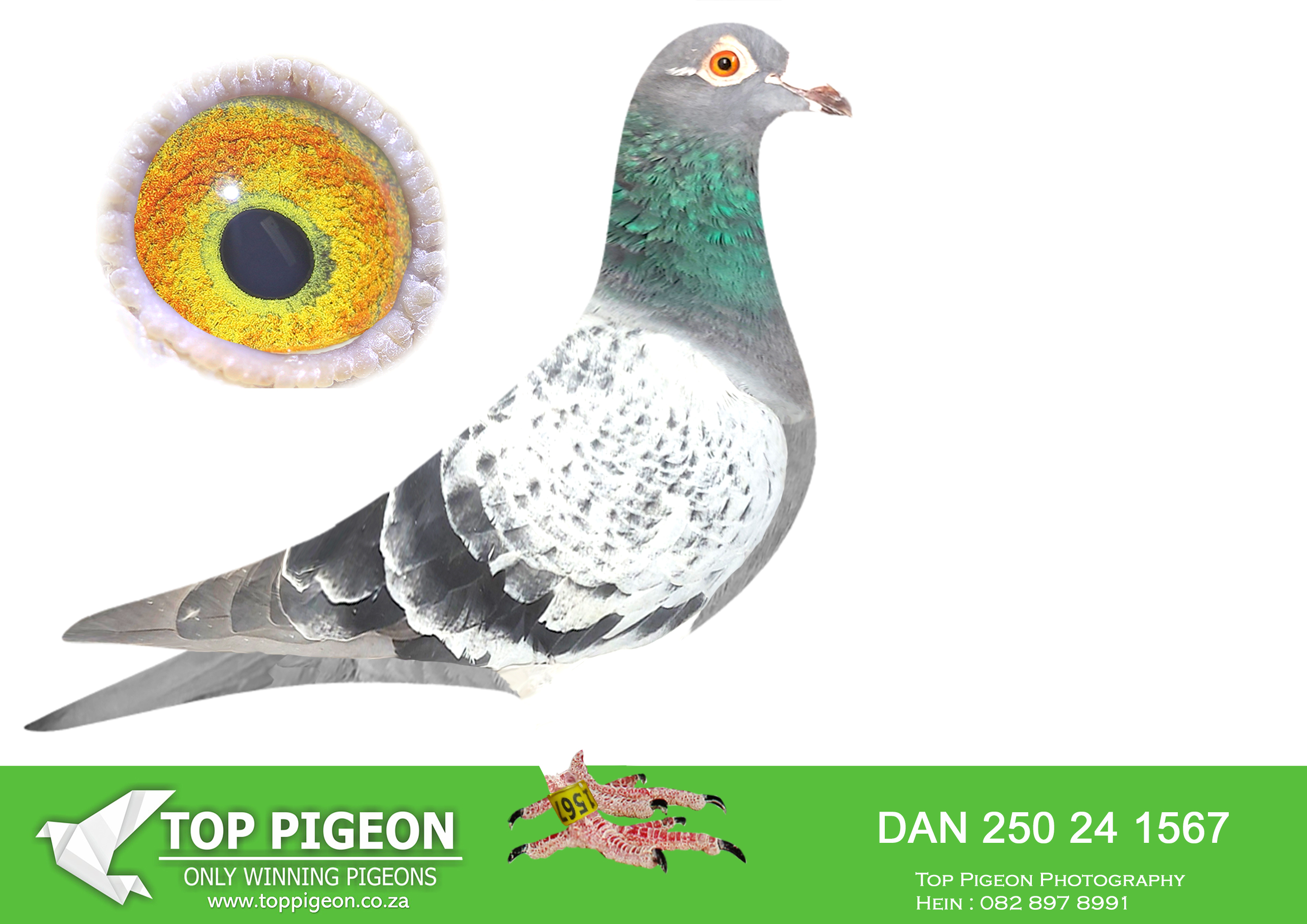 LOT 10 KITTEL MANIA AUCTION 2 – DAN 250 24 1567 -SIRE:Be-20-4204586.MASTER DIRK 586 Flanders Ireland.Blue bar pencil SIRE TO: 1. PRIZE 425 BIRDS. 5. PRIZE 114 BIRDS. 6. PRIZE 334 BIRDS. 10. PRIZE 348 BIRDS. 12. PRIZE 147 BIRDS. 18. PRIZE 110 BIRDS.———–DAM:MWU-19-503169.Fenech & Son. GRANDCHILD TO “BROER GOEDE RODE”.SEE PEDIGREE!!!