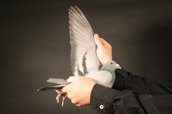 .LOT 8 AFRIKAPRO AUCTION 2 – Alfons Klaas-DV-24-0507-803 -SIRE:DV-3806-18-420.Son Olympic””18″”. Father 18″ Olympic Pigeon 2018 13/12 mit 1126,29 AS-Pkt. u.a. 1.2,2,2,3.5.7.8.9.11.18.23. Prov.l Westfalen best cock 2018 from over ca. 50000 cocks 10 Pr.and 984,47 ASP.———-DAM:DV-507-16-1185. Alfons Klaas. 2016 6 races 4 prices, 2017 13 races 9 prices.SEE PEDIGREE!!!!