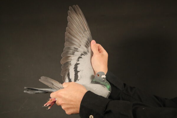 LOT 12 AFRIKAPRO AUCTION 1 – Alfons Klaas-DV-24-0507-836 -SIRE:DV-3806-18-420.Son Olympic””18″”. Father 18″ Olympic Pigeon 2018 13/12 mit 1126,29 AS-Pkt. u.a. 1.2,2,2,3.5.7.8.9.11.18.23. Prov.l Westfalen best cock 2018 from over ca. 50000 cocks 10 Pr.and 984,47 ASP.———-DAM:DV-507-16-1185. Alfons Klaas. 2016 6 races 4 prices,  2017 13 races 9 prices.SEE PEDIGREE!!!!