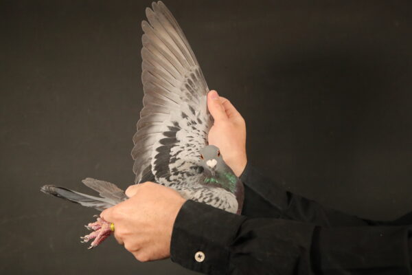 .LOT 2 AFRIKAPRO AUCTION 3 – Altmiks Racing Pigeons-DV-24-05536-331 -SIRE:BE-21-4202256.”Grandson Best Kittel”.Pipa Elite Center.-256 is the sire of 97th Prize Final Algarve Race 199th Prize Final Victoria Falls Father: “Best Kittel II” 1. Nat. Ace Sprint KBDB 2020.———-DAM:BE-22-3063027.”LAUREATE AURILLAC”.Piet Blancke.1.NAT AURILLAC 2020 X Daughter 1 . INT. BARCELONA 2013 Father: “GOLD AURILLAC” 1. NAT. AURILLAC 2020.SEE PEDIGREE!!!
