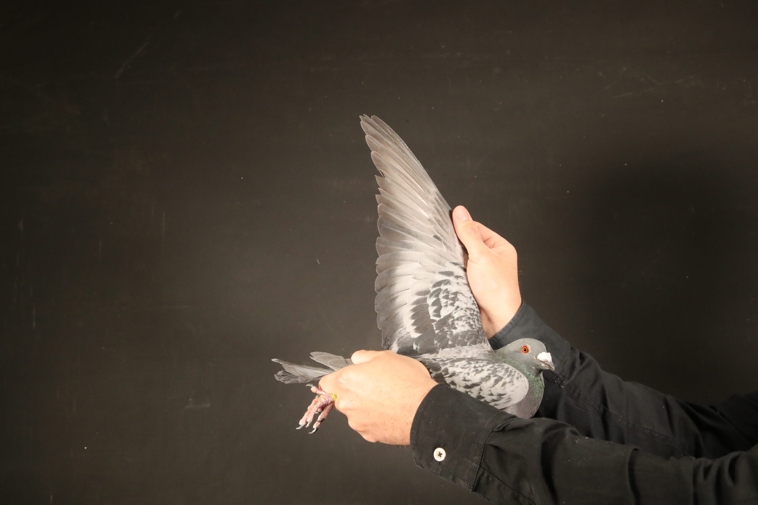 LOT 77 AfrikaPro Auction <b>2B</b> – Nils Gerdemann Emsdetten 1 – DV-24-06030-1317 -SIRE:DE-169-19-114 V. GERDEMANN.———-DAM:DE-169-20-729. GERDEMANN.SEE PEDIGREE!!!