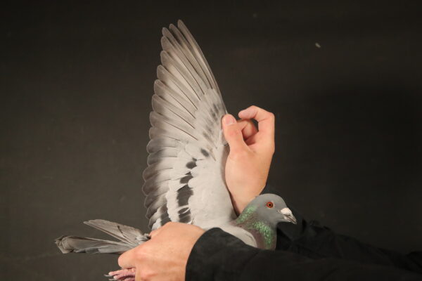 .LOT 7 AfrikaPro Auction <b>2B</b> – Pigeon Palace 2 – ZA-24-JWDK-4136 -SIRE:GRPF-22-1004 C ‘Nr 1 Zarina’ Pigeon Palace.Bred from our 2 best birds for stock !Foundation cock ‘Number One’ mated to National Ace pigeon allround ‘Zarina’. He is a replica of his legendary father and his dam is fast becoming our number one breeding hen! His siblings are super racers locally and at OLR winning Afrika Pro final in 2022. His halfsister won a race at Afrika Pro another came 3rd Marlbank OLR 2nd Ace in 2024.———–DAM:BELG-17-6057648 H ‘Daughter Raketman’ Van Deckel Bart-Nanc CH Super hen mother to: 4 Bourges LOK. 793.SEE PEDIGREE!!!