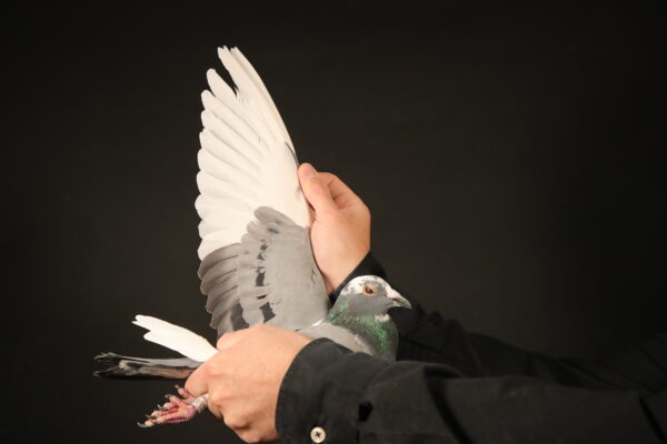 LOT 40 AFRIKAPRO AUCTION 1 – Hans-Paul Esser & Fouche’ Lofts-ZA-24-FFL-097 -SIRE:1347607 NL 15.Alias “White Argentino” Strain: Geerinckx Color: WhPd **Super Breeder** of winners and ace pigeons in South AFrica Grandsire to for Arie Bustraan 1/1133 & 2/778 & 12/1194.———–DAM: 1999 ZA 17 WRRPA.Alias “99” Strain: Kaasboer Color: BB **SuperBreeder** of winners and Ace pigeons mated to NL 15 1347607 Bred By GJT lofts out of **1009** the the Fouche imported Hen.SEE PEDIGREE!!!!