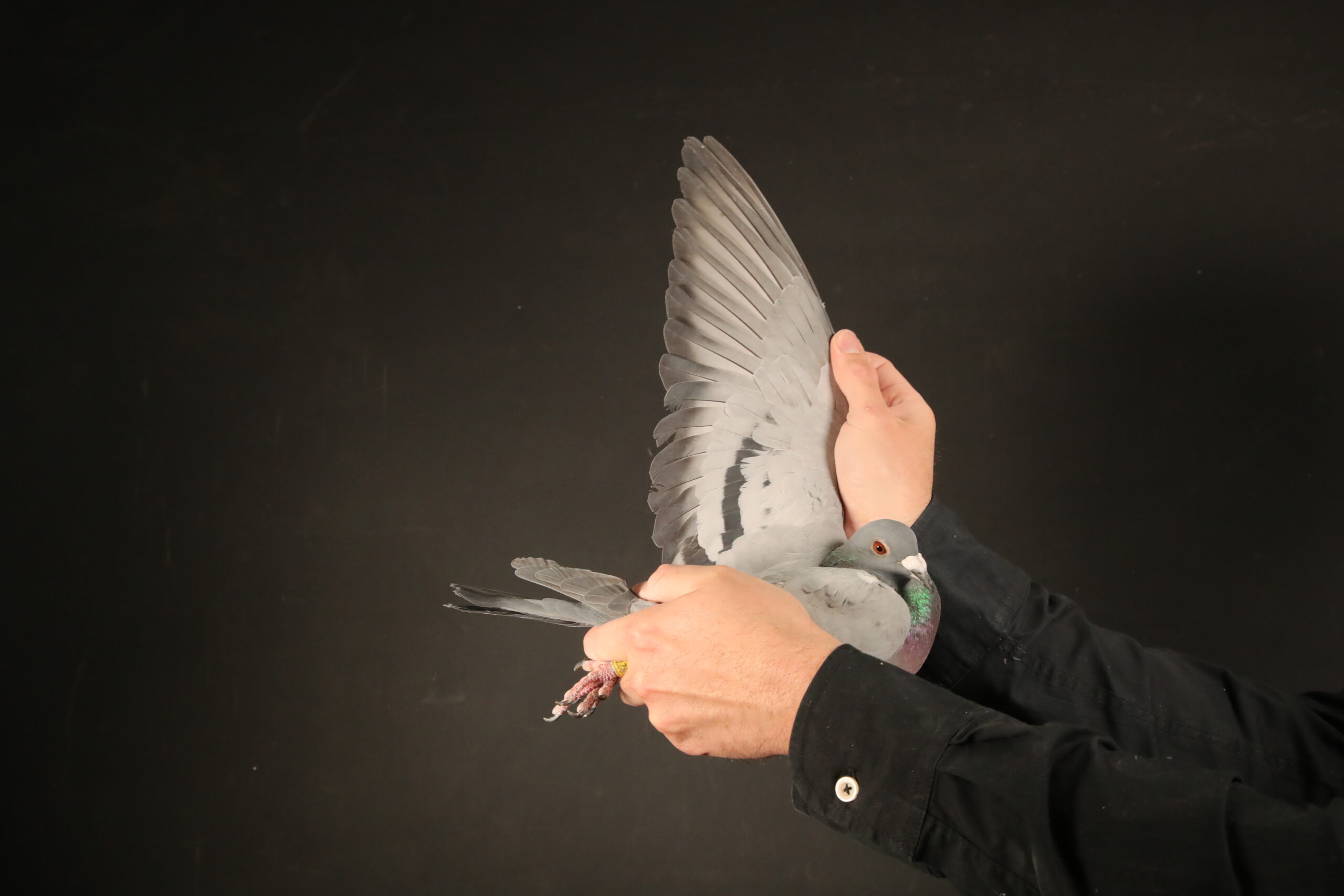 ZZ..LOT 142 AFRIKAPRO AUCTION 3 -G M Preece & Son-GB-24-A-92755 -SIRE:GB 22 B 95187 Son Jubilee Barcelon G M Preece & Son.——-DAM:DV 08897 23 876 Inbred ALGARVE ACE SG Steffl.SEE PEDIGREE!!!!