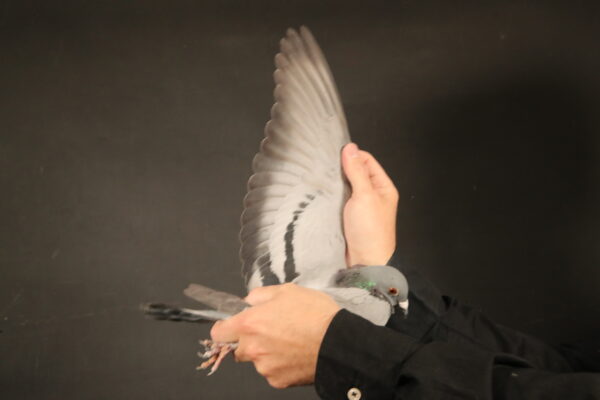 LOT 22 AFRIKAPRO AUCTION 1 – Jaco & Danie-ZA-24-GPU-9168 -SIRE:5870 ZA 20 BPF/D.Alias “LIGHTNING” Strain: JJJ Van Der Linde Color: Blue Bar 3rd ACE Pigeon untill the final, Super racer at Dinokeng OLR 2021. Equal Winner 22nd Hotspot 1 5th Hotspot 2 Equal Winner 7th Hotspot 3 25th Hotspot 4 11th ACE Pigeon overall at Dinokeng OLR 2021.———–DAM:1480 ZA 24 ABL. FULL SISTERS 167 , 168,518 WERE SOLD FOR R338 000.00 , R242 000.00 , R279 000.00. Alias “1480” Strain: Alwyn Bester Color: Red Check Full sister to TURBO KITTEL’s dam. SIRE: 63384 GB 18 V. Alias 63384. Grandfather to ZA PWDU 9849 2020, WORLD ALLROUND BEST BIRD 2021, who is also the 6 x SANPO Gold Medal winner 2021. Also grandfather to ZA PWDU 9060 2020 ,second best Middle distance pigeon PWDU. DAM: 1418637 NLD 19. Grandmother to ZA PWDU 9849 2020, WORLD ALLROUND BEST BIRD 2021, who also is the 6 x SANPO GOLD MEDAL Winner 2021.SEE PEDIGREE!!!