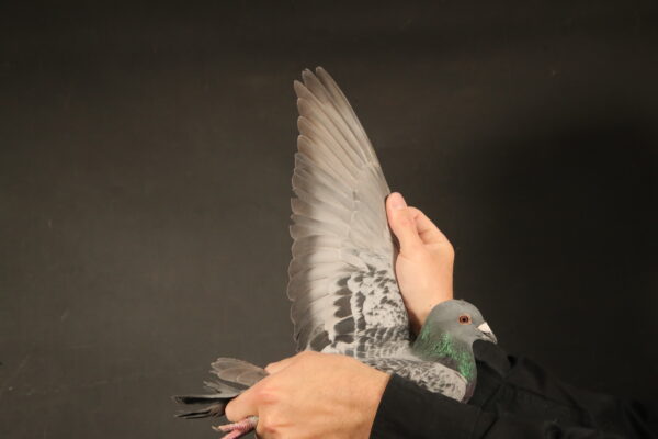 LOT 89 AFRIKAPRO AUCTION 1 – Exclusive Pigeon Paradise-ZA-24-JKL-1117 -SIRE:ZA DIAS-23-314 C MOUNTAIN MAN BOSS WEBSTER LOFTS Blue Chequer ZA DIAS 314/23 “MOUNTAIN MAN BOSS”.———–DAM:ZA OERF-17-05217 H. CANDY APPLE KANNIBAL/LAMBIE LOFT Blue Chequer ZA OERF 05217/17 “CANDY APPLE” SHE IS A 3X WINNER, INCLUDING CLUB WINS, FEDERATION WINS AND COMBINE WINS. SHE IS ALSO DAM TO OVER 6 DIFFERENT WINNERS FOR JUSTIN LAMBIE.SEE PEDIGREE!!!