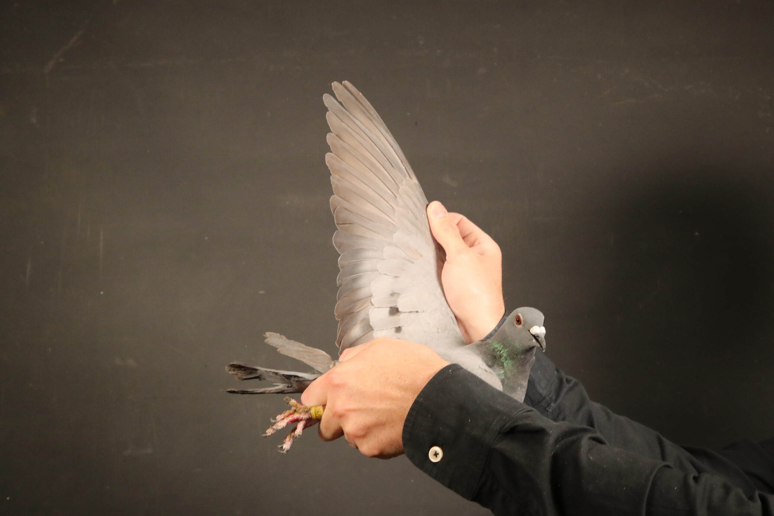 ZZ..LOT 102 AFRIKAPRO AUCTION 3 -Kaidi Family Loft-MAROC-24-137911 -SIRE:NL 21-1589021 JP021 Jelle Jellema Kraswitpen Full Brother: 2. Best Pigeon 5 longest races PIPR / G.dght. Best Kittel 7. acebird Pattaya Int. Pigeon Race 90. Final Race Sirindhorn (530 km) # 4,033 birds.————DAM:MA 18-10494 F MISS 94 7 * 1e KAIDI FAMILY LOFT  1e acebird middle distance 5 / 5 2021  1e acebird middle distance 4 / 4 2022  1e acebird ONE DAY 8/8 2022  1e SUPPER ASS Short-Middle ditance 2022.SEE PEDIGREE!!!!