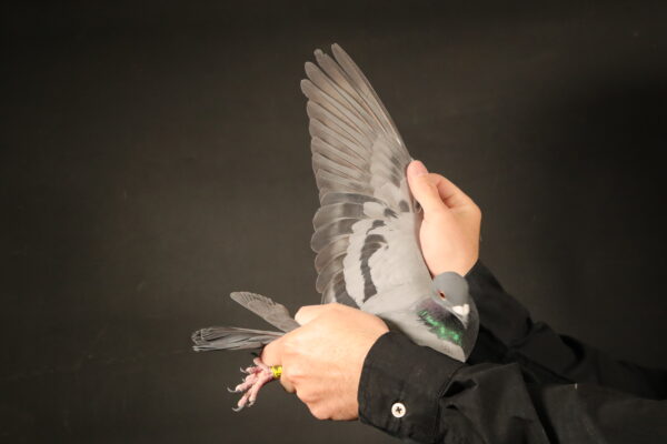 LOT 28 AFRIKAPRO AUCTION 3 – Jelle Jellema-NL-24-8141287 –