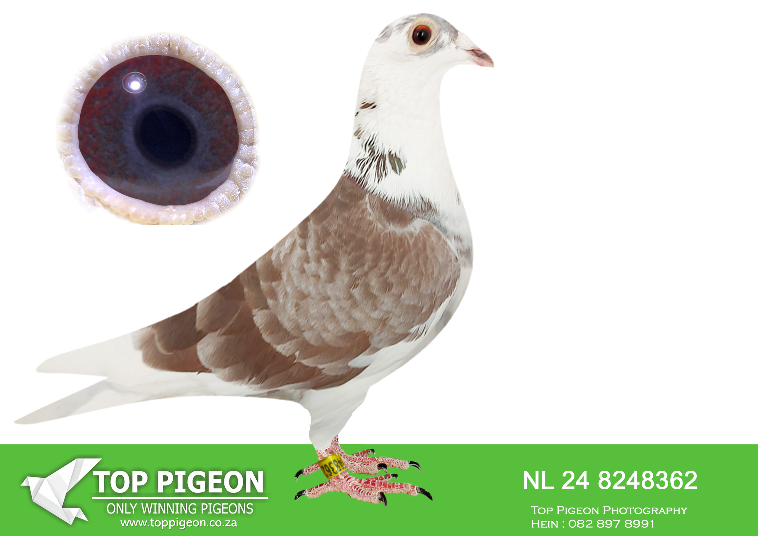 .LOT 5 KITTEL MANIA AUCTION 2 -NL 24 8248362 -SIRE:NL 21-1035767 MISTER KITTEL 767 100% DIRK V.D. BULCK.MISTER KITTEL 767 GRANDSON (INBRED) TO THE LEGEND IN MODERN PIGEONSPORT  “DE KITTEL 18T NAT ACE. SPEED KBDB 2013 2ND WESTERN EUROPE ACK.DORTMUND 2014. 1ST NAT ACEPIGEON MEN ALLROUND..————DAM:NL 22-8282544 V GREIPEL HEN 544 DIRK VAN DEN BUICK RED WHITE GREIPEL HEN 544 SUPER INBRED TO THE WORLDFAMOUS SUPERSTAR GREIFEL SUPERSTAR ONE OF THE BEST FULL BROTHERS TO KITTEL. GREIPEL WON AO 1. Co winner.SEE PEDIGREE!!!