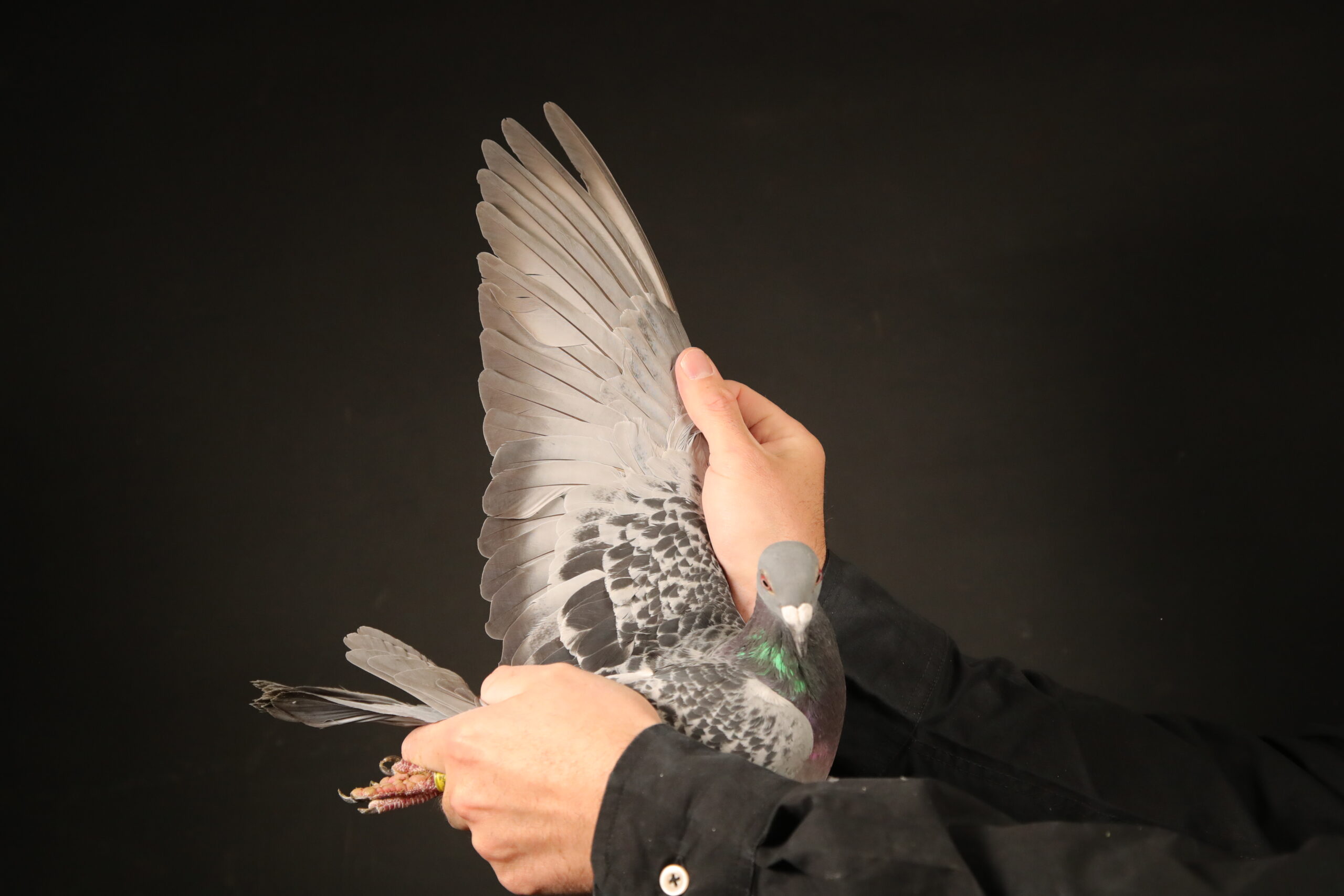 LOT 87	AfrikaPro Auction <b>2B</b> – Team De Weerd – NL-24-8465797 -SIRE:B 2017-6077529 M Zuid Afrikaan. Dr. de Weerd Pigeons. Chequer. Dr. de Weerd Pigeons. Winner of 1. Prov Bourges 1509, 11.National 8944, 58.Nat Argenton 4781, 80.Nat Chateaur 4641, 24.Prov Gueret 1413, 67.Prov Chateau 3764,————DAM:NL 2020-1555199 V.Dr. de Weerd Pigeons Dark Chequer.WINNER OF 1. Pt St Max 2300P, 1. Pt.St.Max 1118P , 5. Pt.St.Max 2178P, 5. Chateaudun 1315P, 7. Pt.St.Max 2561P.SEE PEDIGREE!!!