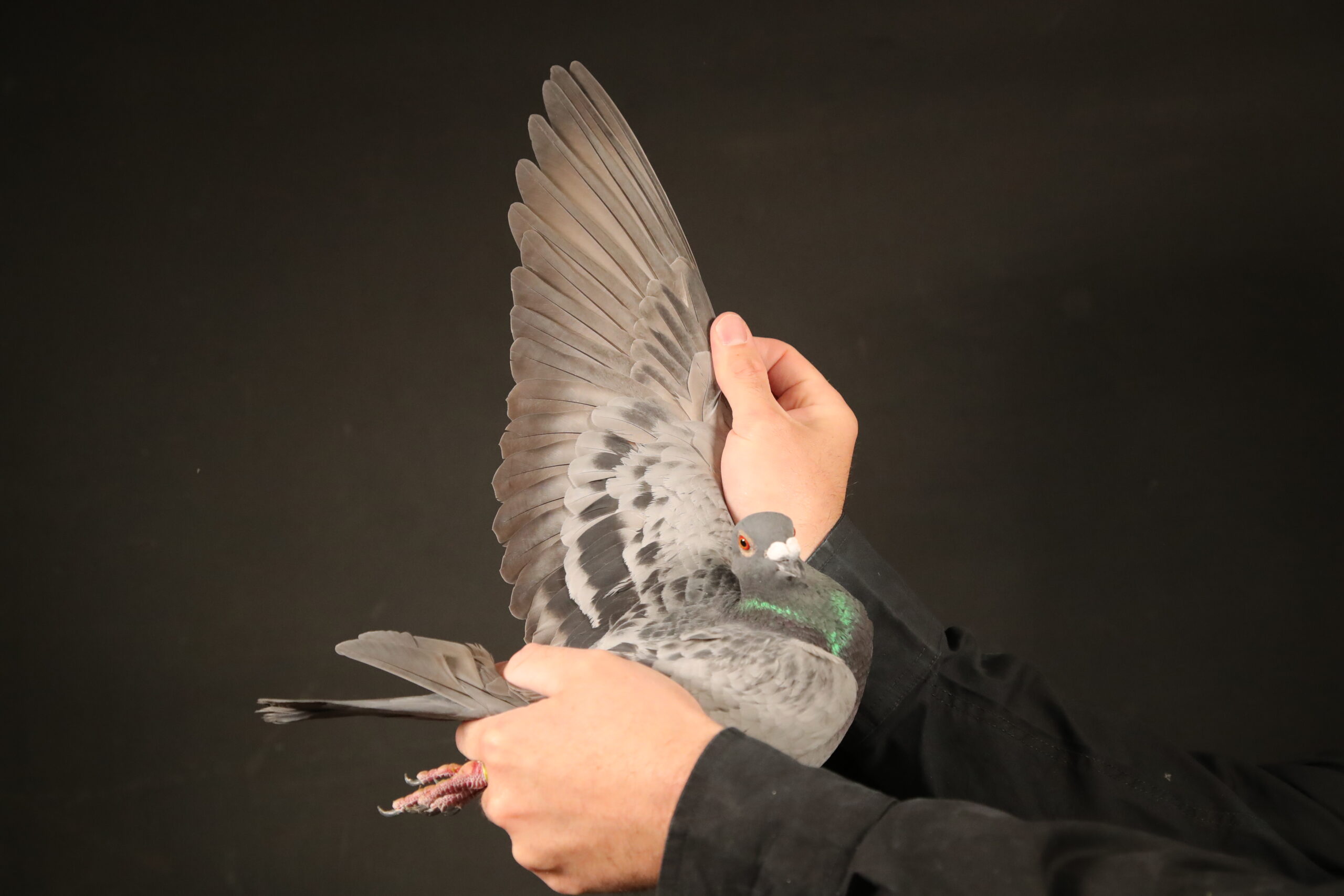 ZZ..LOT 118 AFRIKAPRO AUCTION 3 -Jan Hooymans I-NL-24-8506534 -SIRE:NL. 17-1410366 M “Den Boswachter” J.Hooymans (Bert Vandenberghe) 1. Nat. Pau (B) (’20) 2. Int. 13176P 2. Nat. Agen Yrl 6. Int. 11572P.————–DAM:NL. 16-1663510 V “Daughter Harry”. J HOOYMANS.Direct daughter “HARRY”.1. National Acebird LD WHZB.SEE PEDIGREE!!!