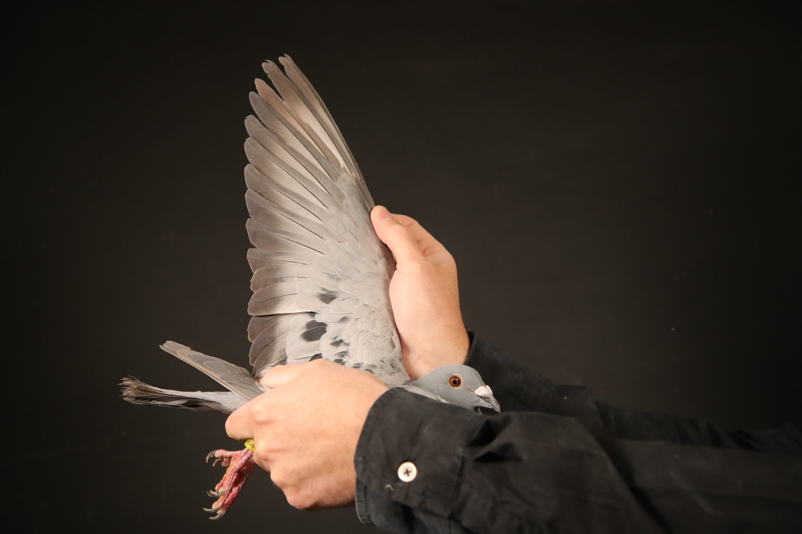 ZZ..LOT 121 AFRIKAPRO AUCTION 3 -Jan Hooymans I-NL-24-8506692 -SIRE:NL. 19-1023682 M “New Harry * Alexia” J.Hooymans Cheq. DNA certified.SIRE IS NL. 14-1219811 M “New Harry” J. Hooymans Cheq. DNA certified. Raced@C.v.d.Wetering.———–DAM:NL. 22-8560529 V “BL.Brave Davinia” J.Hooymans co-bred A. Derwa.DAM IS Bel 18-2093024 V Davinia Albert Derwa Chequer 1st Olympiad Pigeon.SEE PEDIGREE!!!