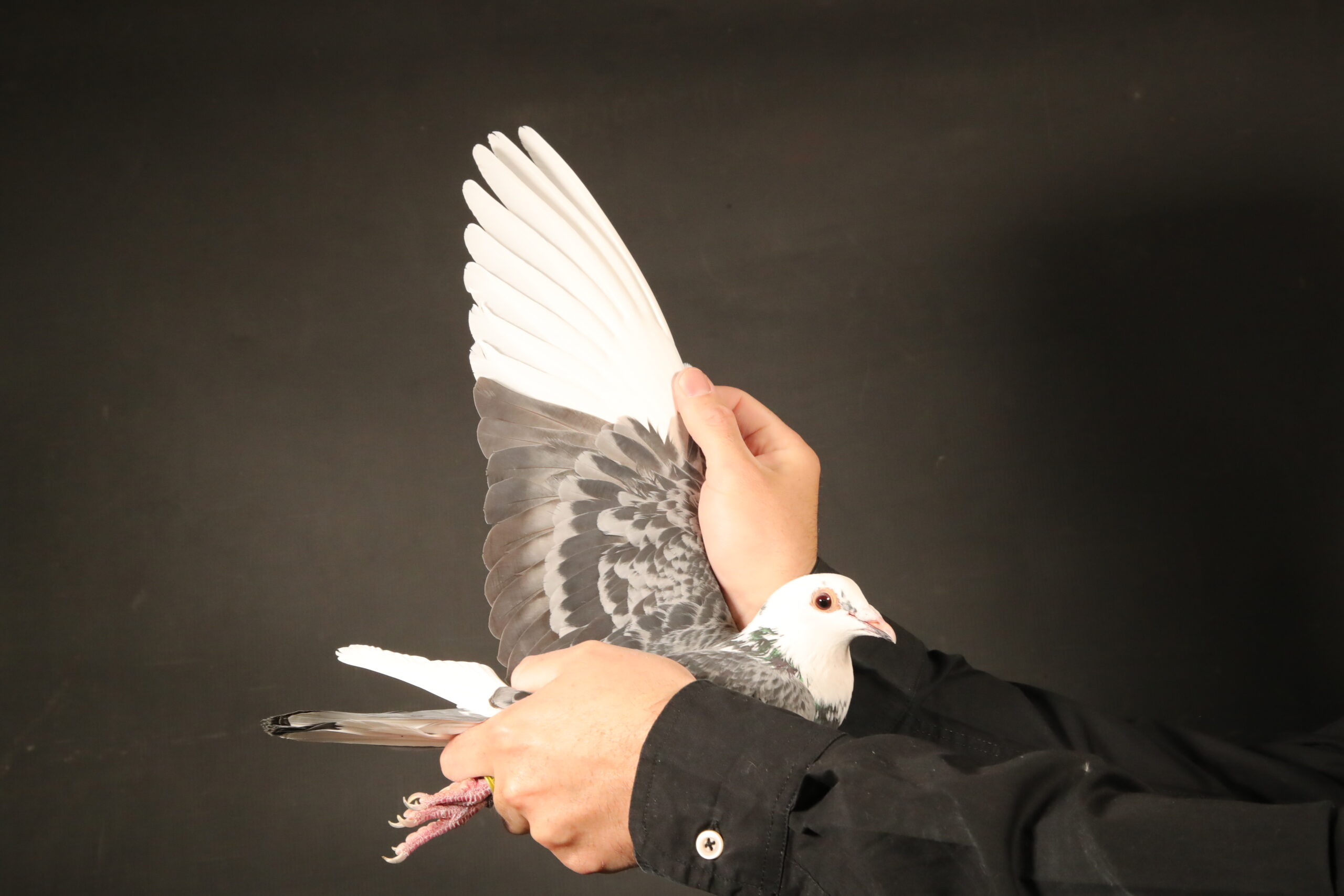 ZZ..LOT 128 AFRIKAPRO AUCTION 3 -Jan Hooymans II-NL-24-8507412 -SIRE:NL. 21-1303603 M Boswachter*Leontine J.Hooymans Co-bred L.v.d.Berg. “Den Boswachter.” 1. Nat. Pau KBDB. 2. Nat. Agen Y1 KBDB.————–DAM:DV 01026-14-83 V.Mother Carnival Wonder. Andreas Möller. (D) Blue wf DNA .Owner: J. Hooymans.Mother to Carnival Wonder “Carnival Wonder” is the best Carnival One Loft Racer ever 1. Final 451km (51 minutes ahead!) 2. HotSpot 3 303km.SEE PEDIGREE!!!