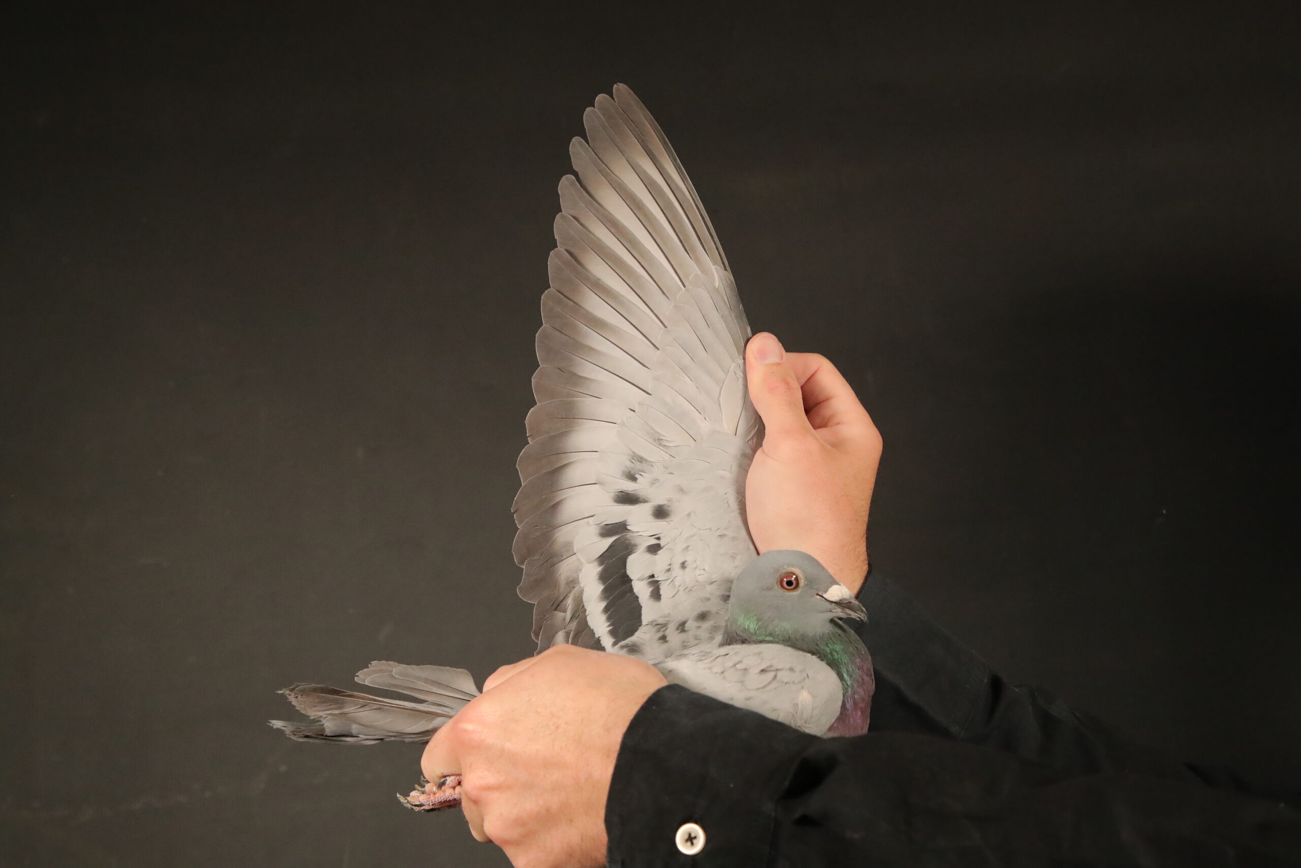 ZZ..LOT 125 AFRIKAPRO AUCTION 3 -Jan Hooymans II-NL-24-8507591 -SIRE:NL. 23-9407121 M “Daughter Knockout” J.Hooymans.SIRE IS L. 19-1022953 M “Knockout Victor” J.Hooymans. * 8th FINAL ZIMBABWE VEWCPR 20 (544km).——–DAM:NL. 23-9407220 V “220” J.Hooymans. SIRE  IS  NL. 20-1609939 M “Blue Brave KL.Blue” J.Hooymans Blue “Blue Brave” paired to super OLR-hen “Kleine Blue” 1. Knock Out SAMDPR 2. Acebird SAMDPR 3. Final 18 SAMDPR.SEE PEDIGREE!!!