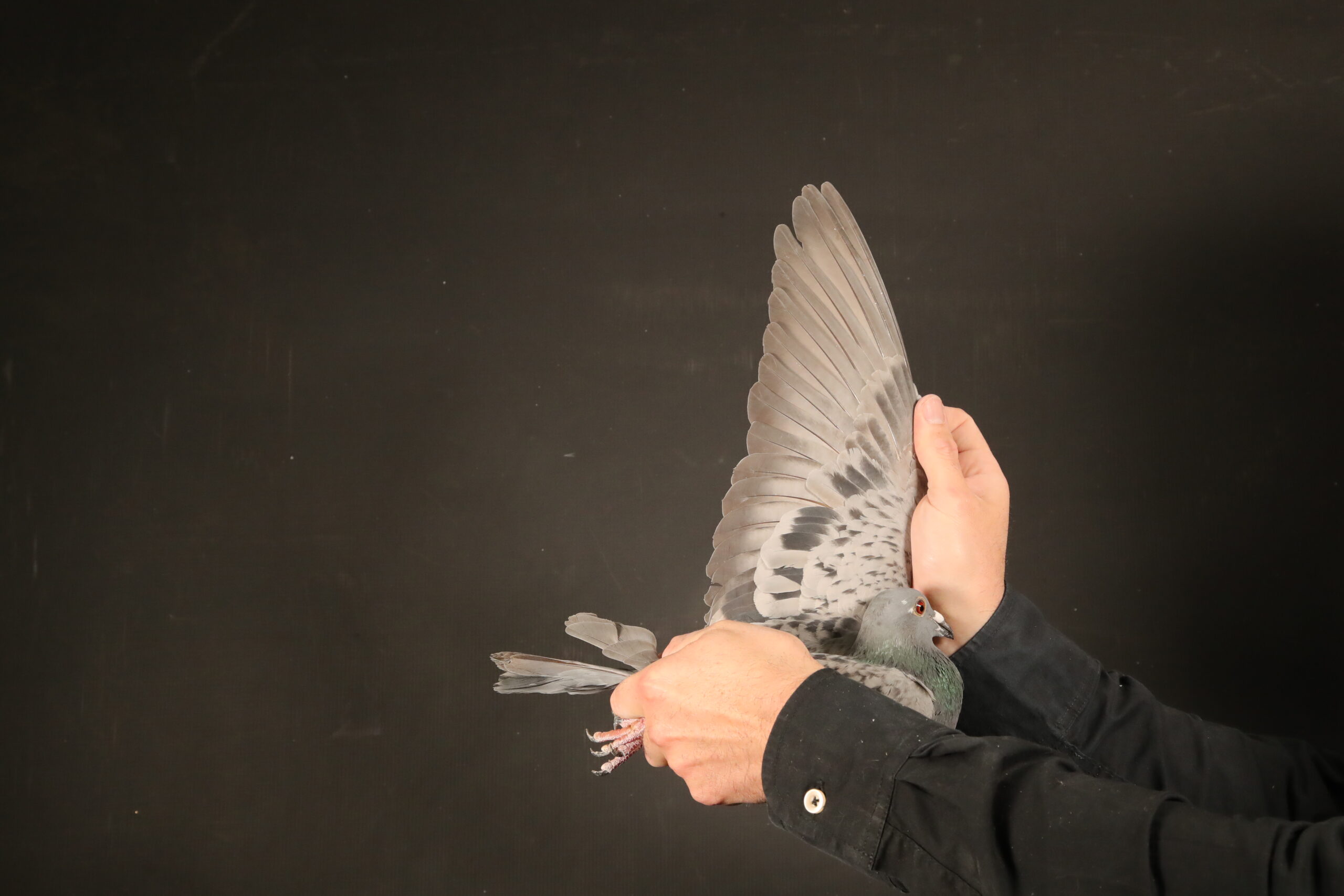 ZZ..LOT 111 AFRIKAPRO AUCTION 3 -Jan Hooymans I-NL-24-8507594 -SIRE:GB 22-37054 M “Fire Fly” 10e Final Mountain Lofts.10.Final Afrika Pro 2023.———–DAM:NL. 23-9407302 V “Sister Teunis” J.Hooymans (AfrikaPro) Full sister Teunis, who won: Chateaud. Nat 1/ 7204. Issoudu.Nat 15/32812.SEE PEDIGREE!!!