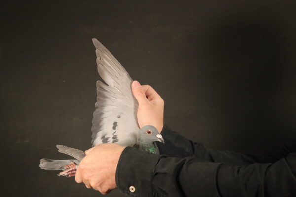 LOT 95 AFRIKAPRO AUCTION 1 – Cools&Van Haute/Hageman/SchalkwijkPigeons/Wiersema-NL-25-4748734 -SIRE:NL 12-1951254.Wendela Wiersema . 5TH ACE PIGEON.————DAM:NL 18-1368096.HALFSISTER BARBARIAN . Wendela Wiersema.SEE PEDIGREE!!!